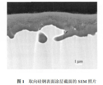 取向硅鋼表面涂層截面的 SEM 照片